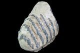 Partial Southern Mammoth Molar - Hungary #87544-1